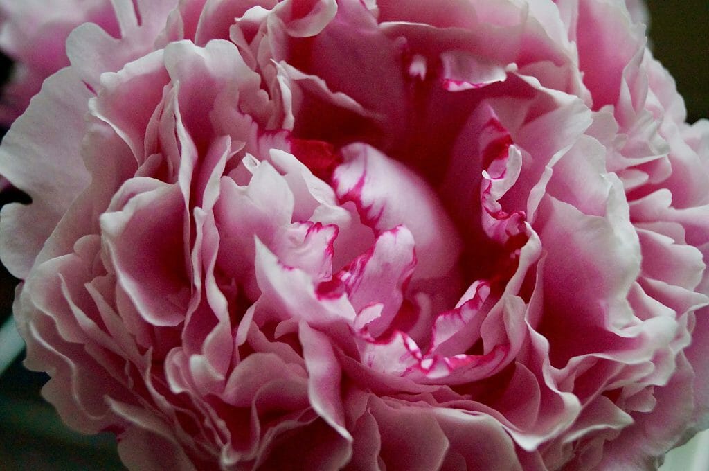 Carnation Flower Meaning Symbolism By Color Ultimate Guide Petal Republic Carnation Flower Meaning Symbolism By Color Ultimate Guide Petal Republic