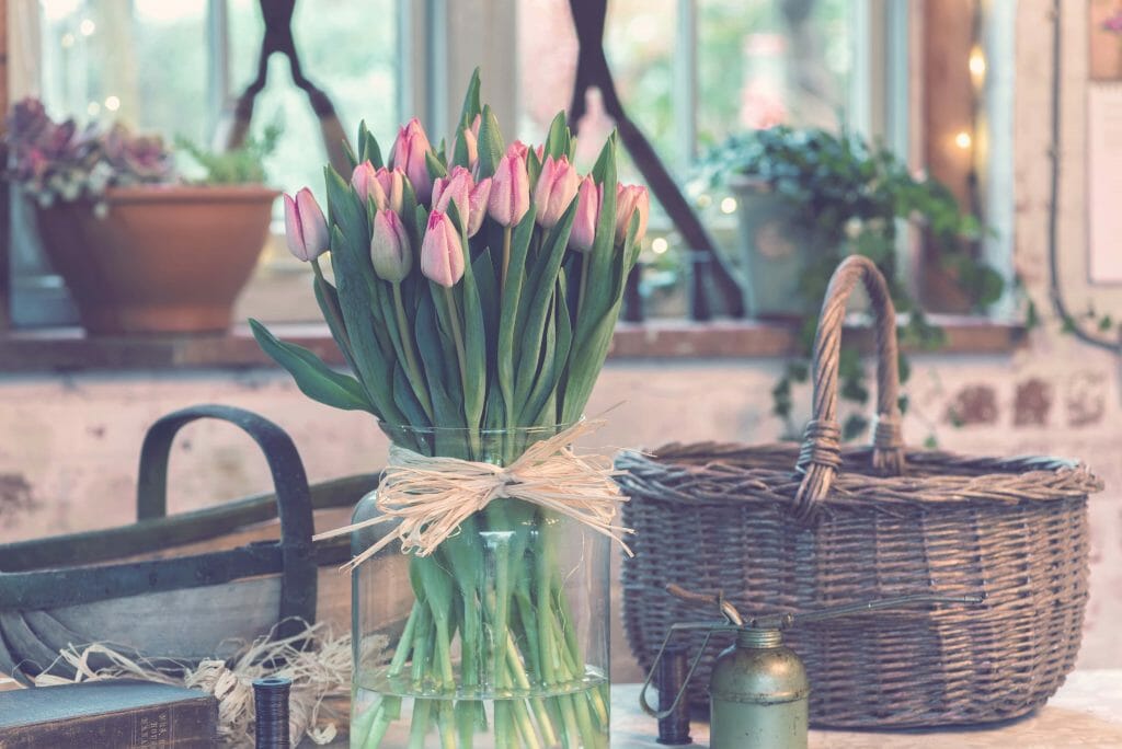 A tied bunch of fresh pink tulip flowers