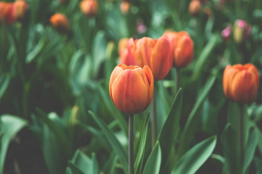 Orange Tulip Flower in bloom