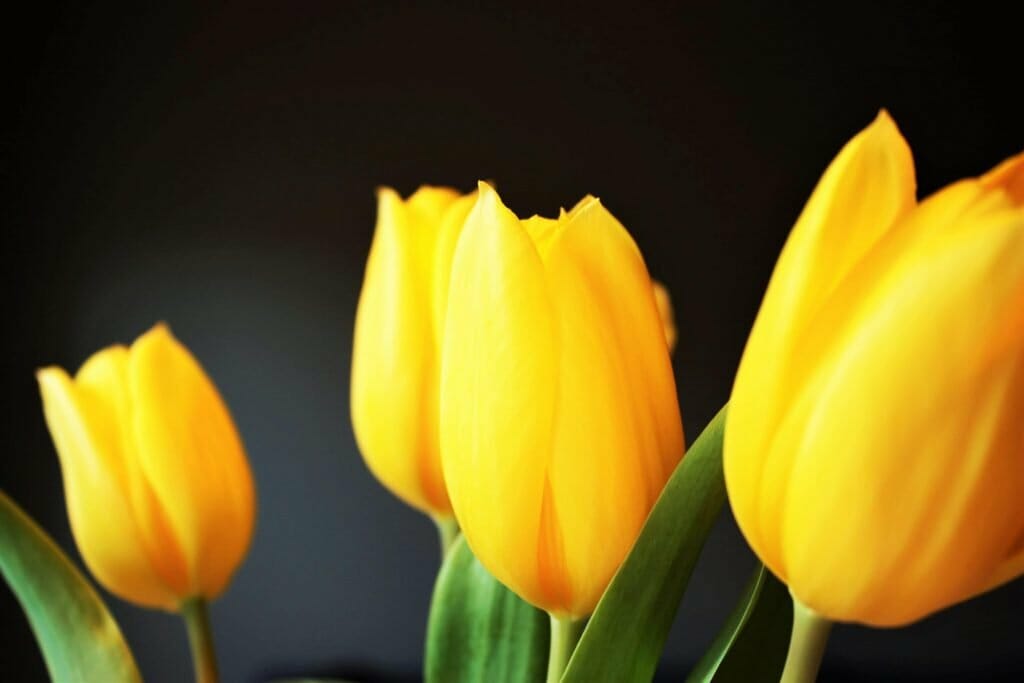 Yellow Tulip Flower in a vase