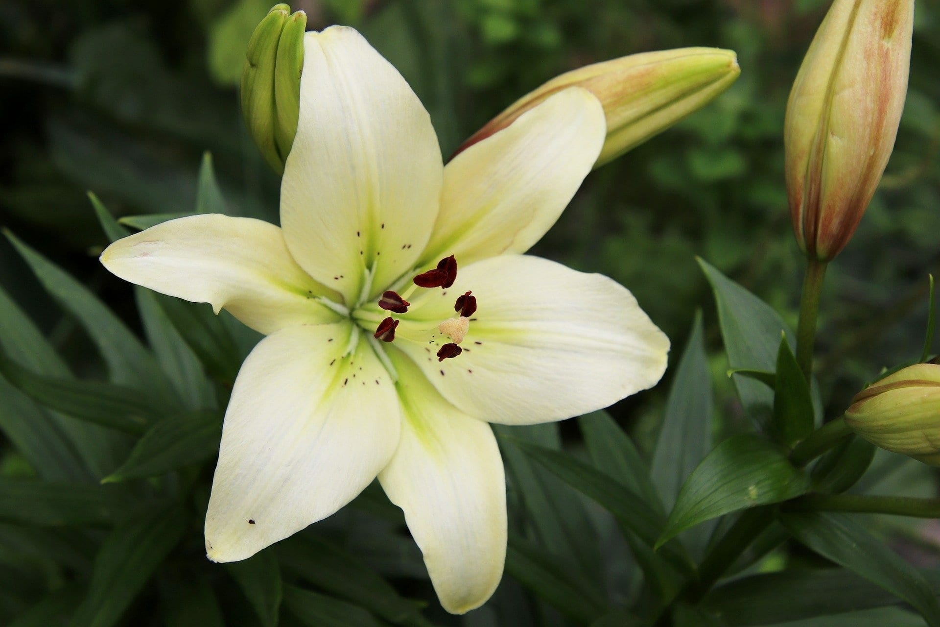 Ultimate Guide to the Lily Flower (Meaning & Symbolism) Petal Republic