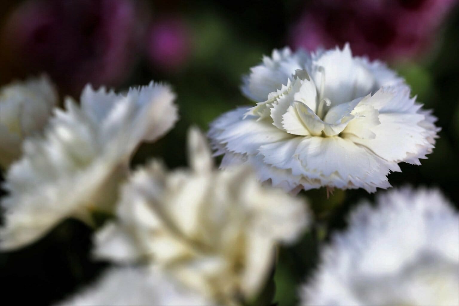Behind Every Hue: Carnation Flower Color Meanings Explained - Petal