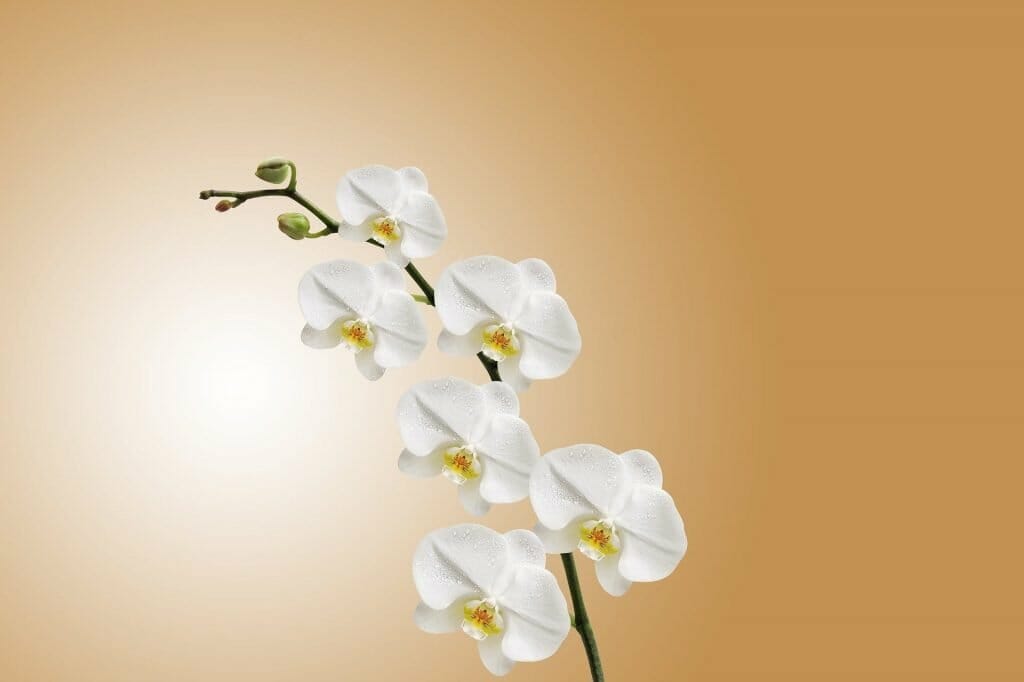 White Orchid