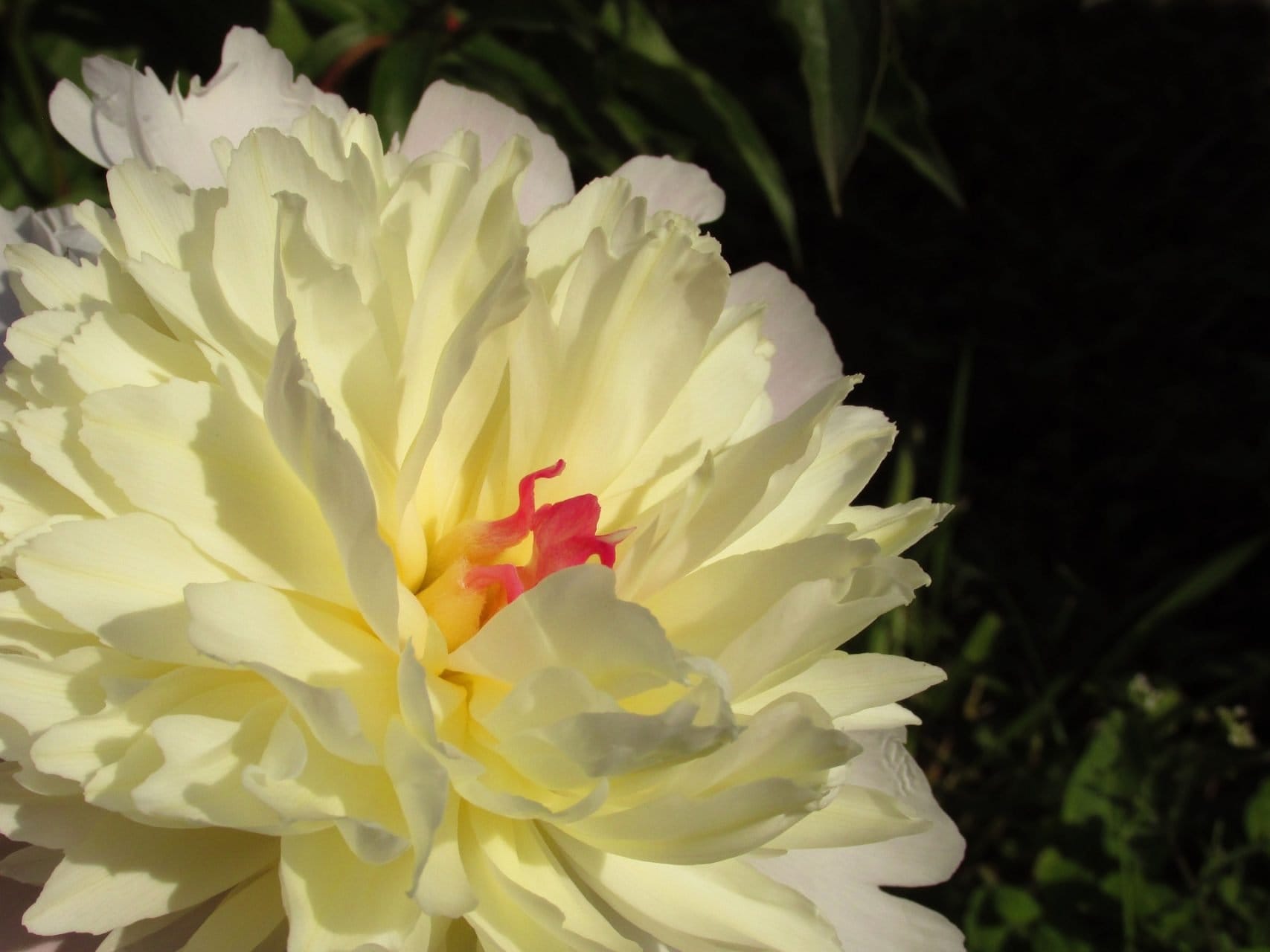 Peony Flower Meaning and Symbolism (Ultimate Guide) Petal Republic