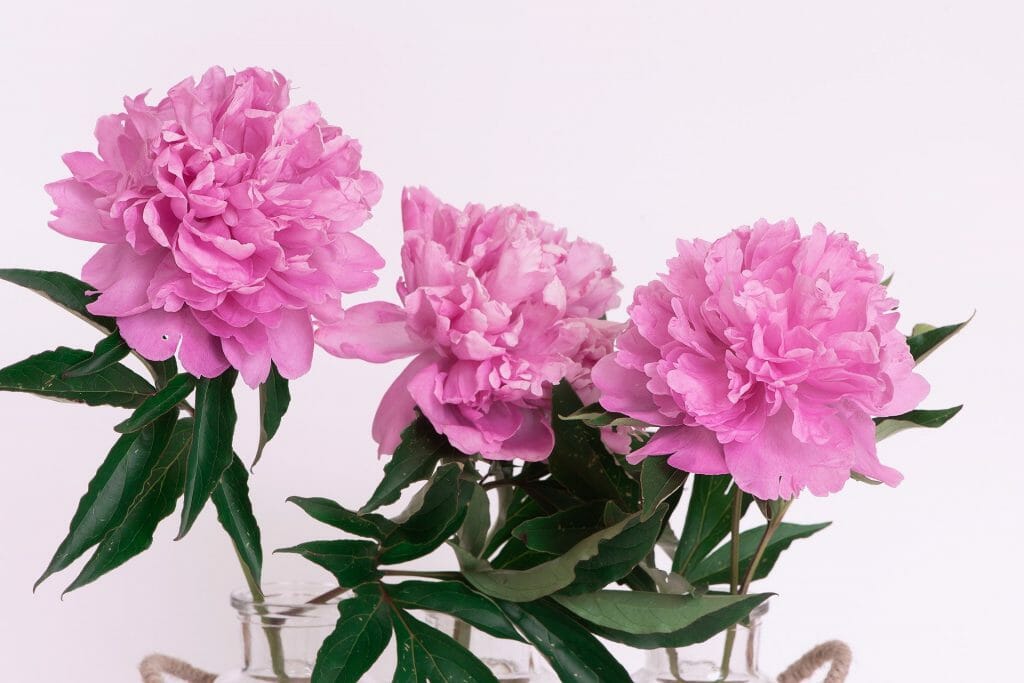 Birthday peonies flowers