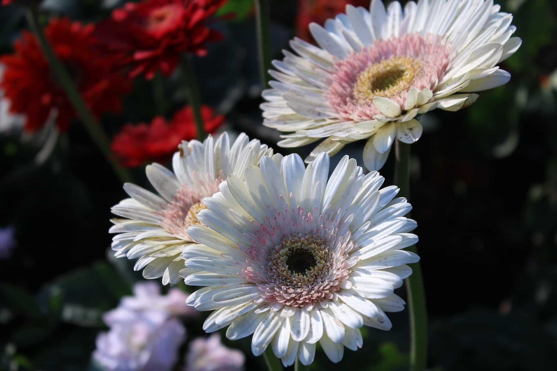 gerbera