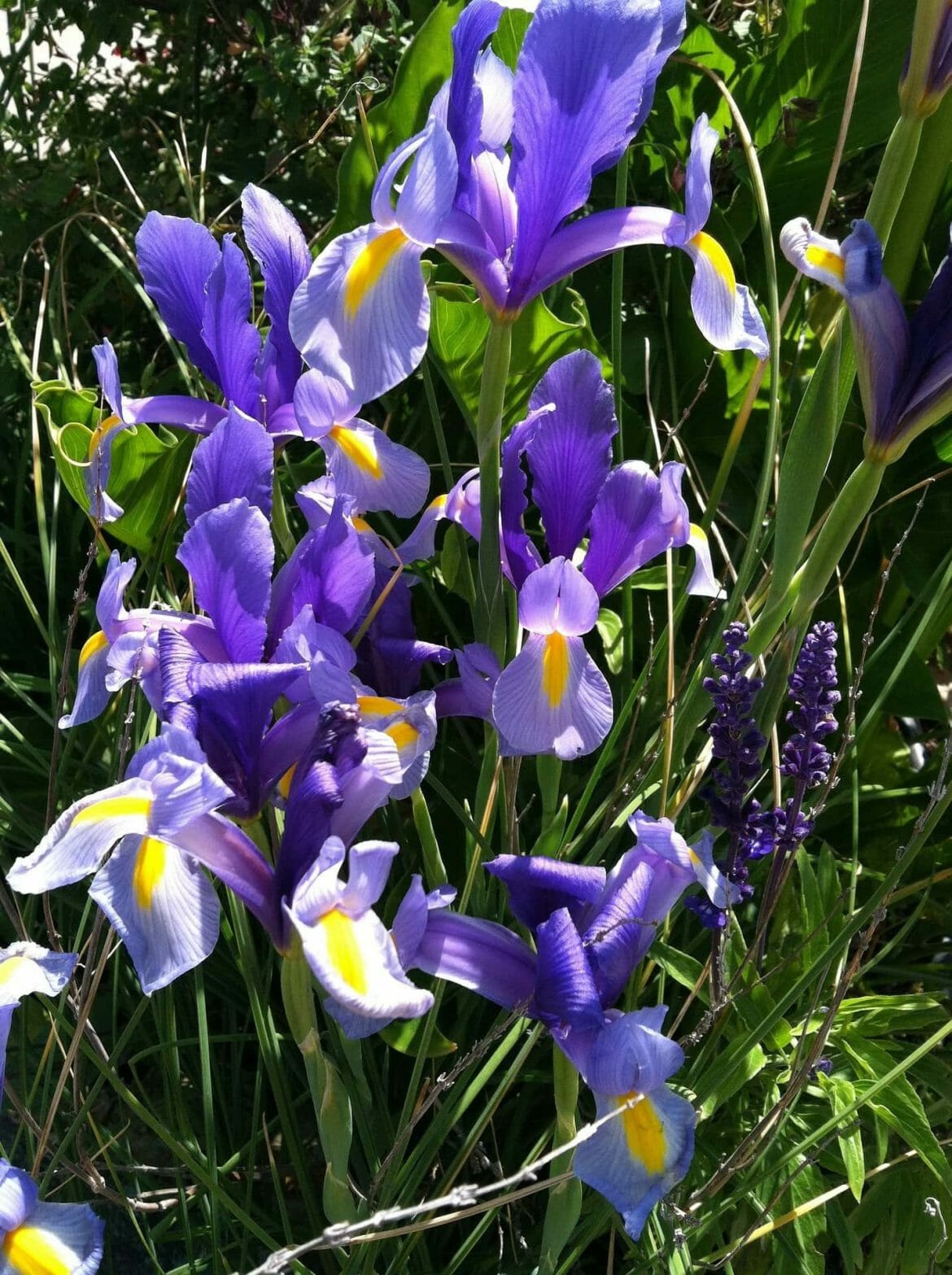 Iris Flower Meaning in the Language of Flowers Petal Republic