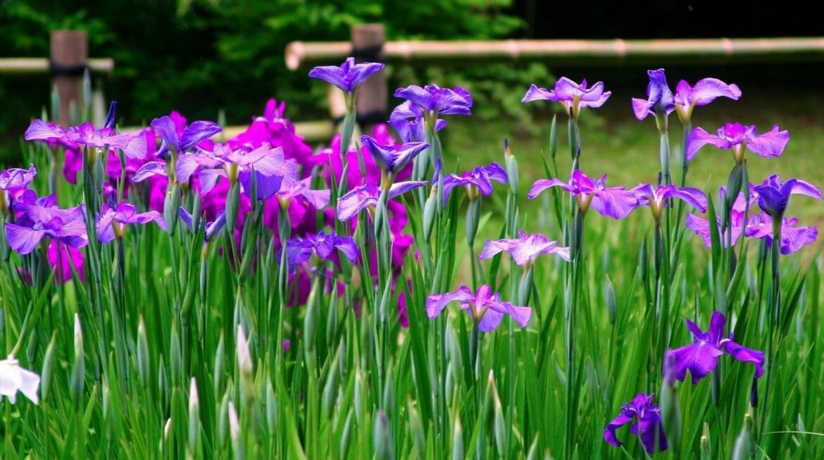 Ultimate Guide to the Iris Flower (Meaning & Symbolism) Petal Republic