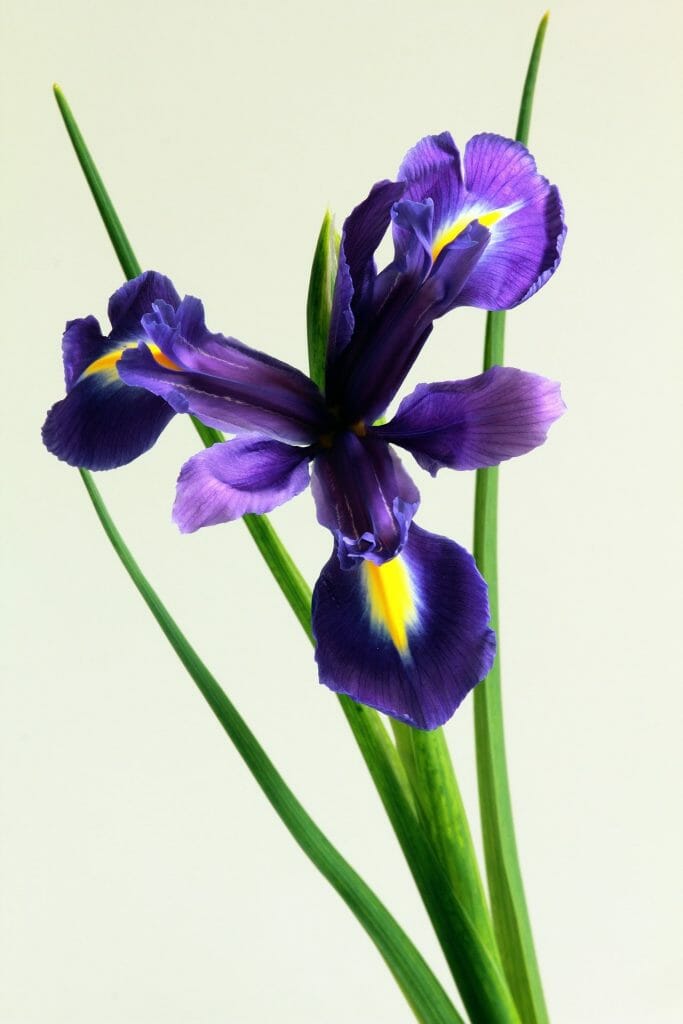 Crested Iris Flower