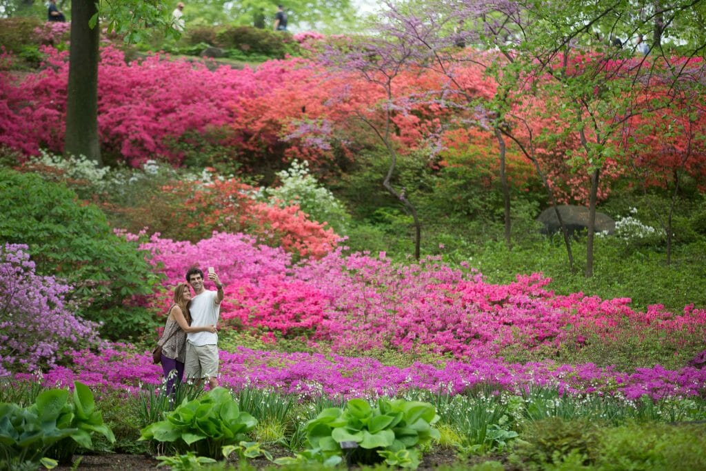 New York Botanical Garden Azalea