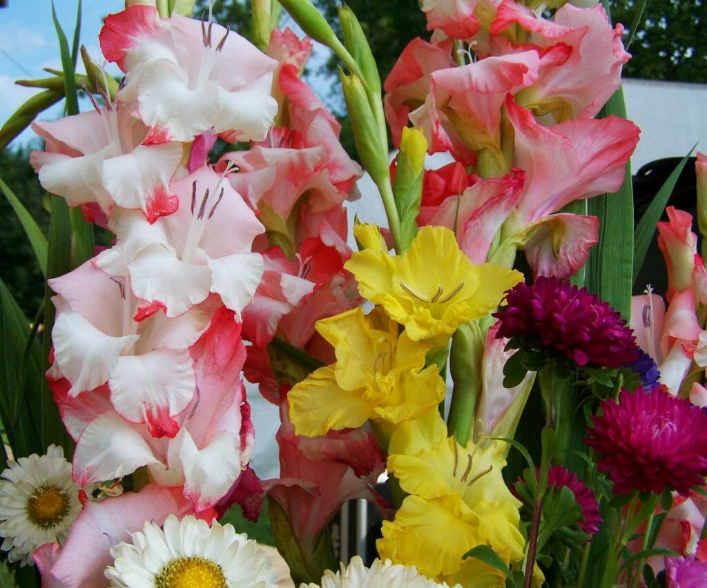 Gladiolus Flowers Care and Handling