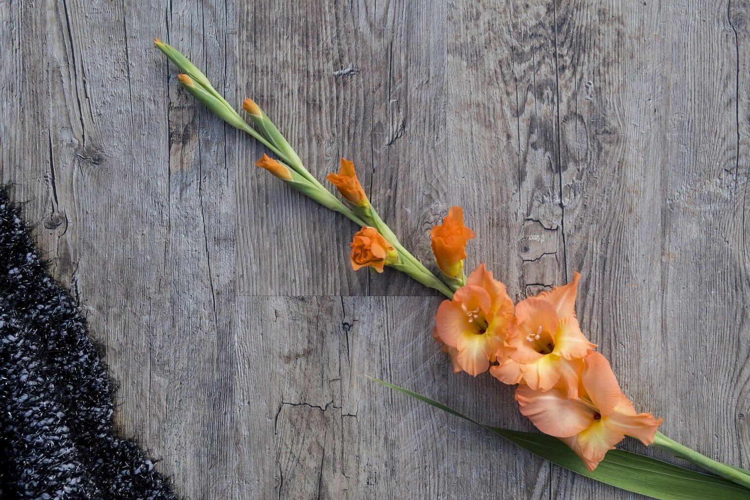 Ultimate Guide to the Gladiolus Flower (Meaning & Symbolism) Petal