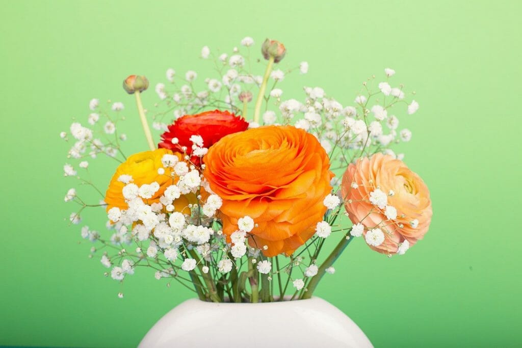 Ranunculus flowers in vase