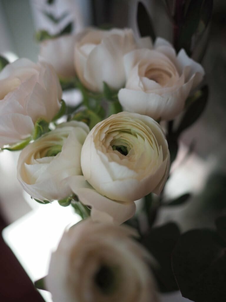 Ranunculus Flowers ‘Hanoi’