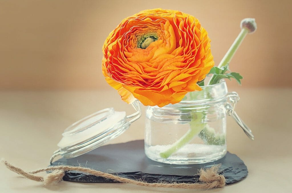 Ranunculus flower characteristics