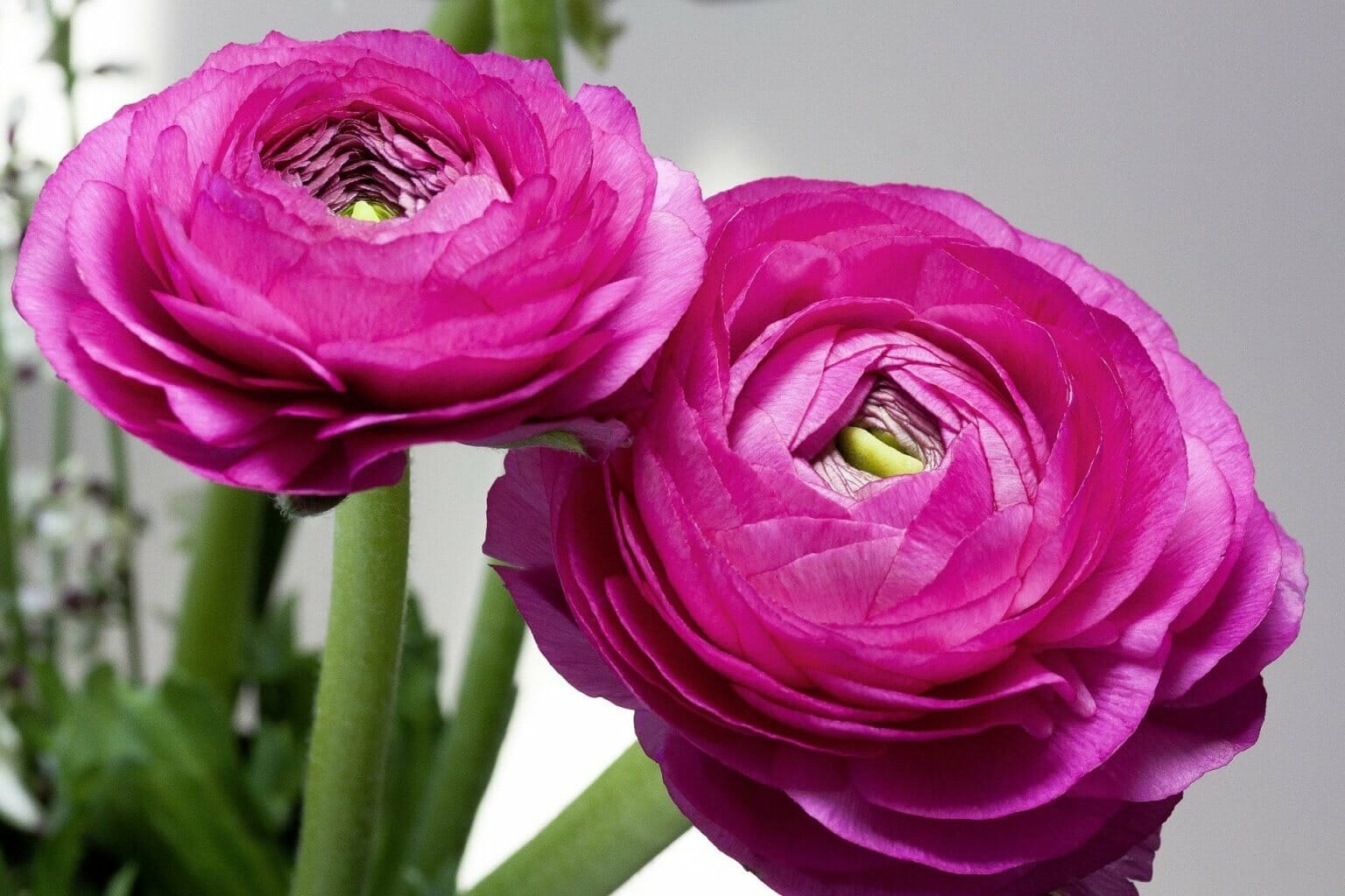 Ultimate Guide to Ranunculus Flower Meaning, Origins & Varieties