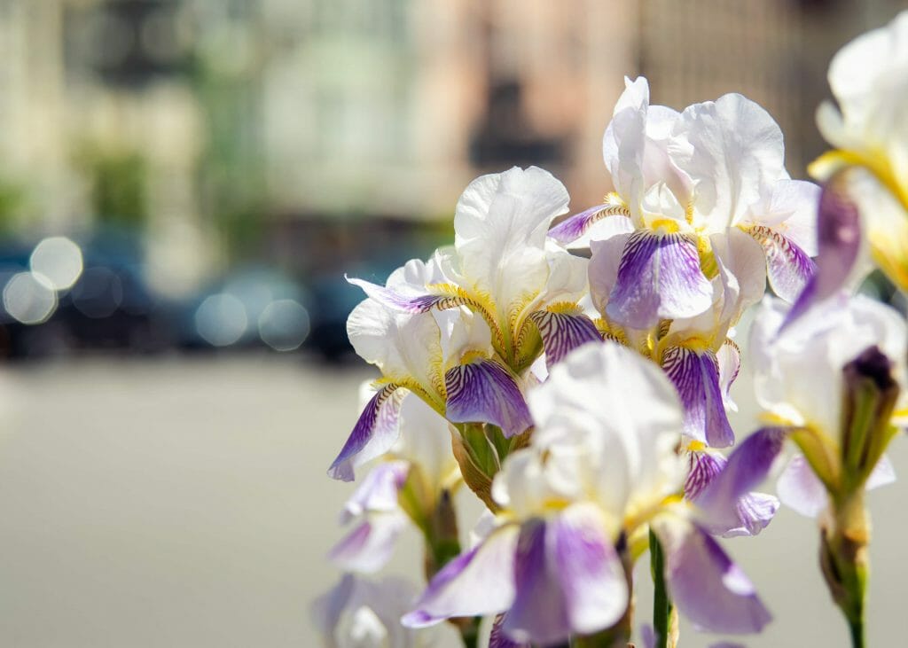 White Irises Birthday Flowers April