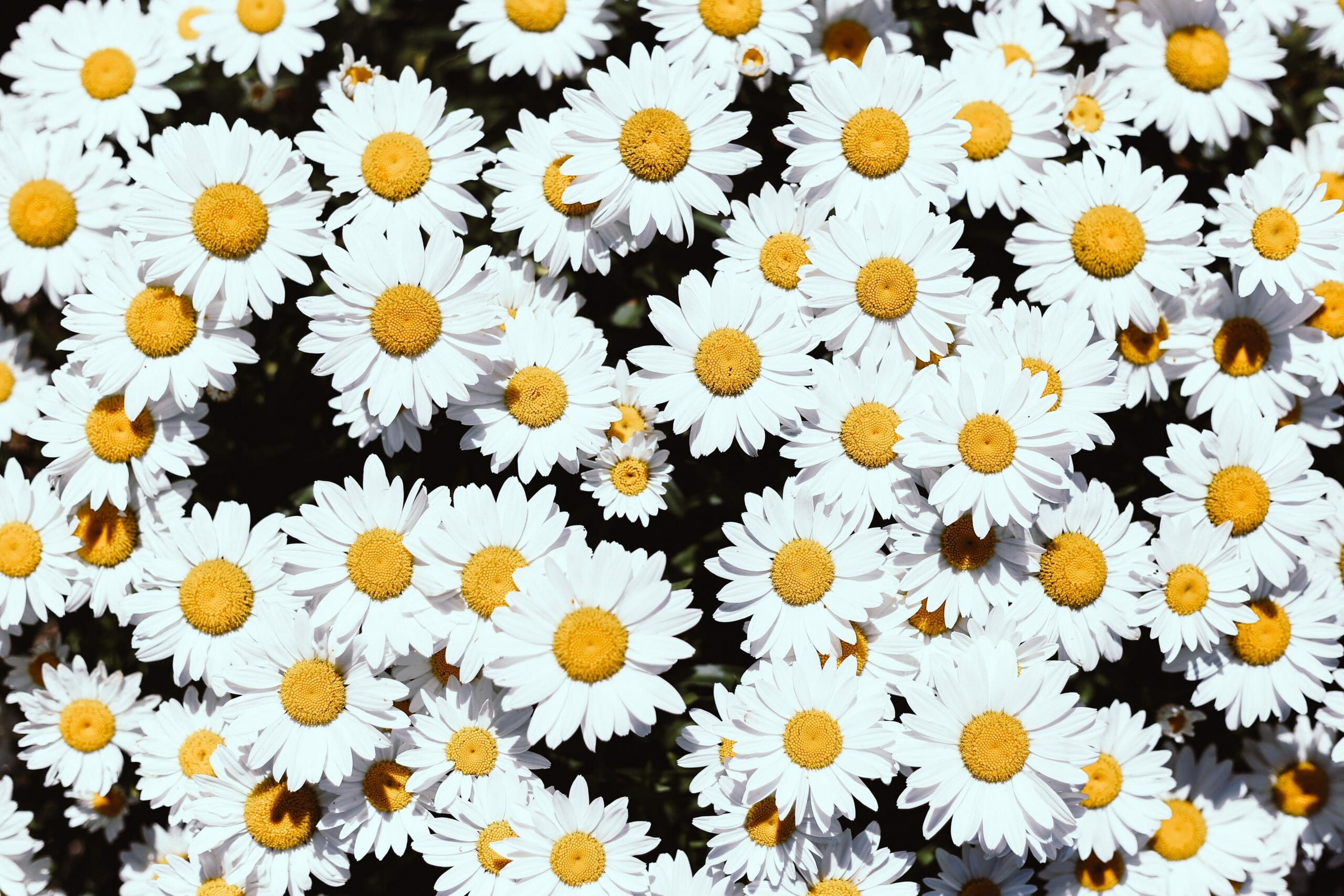 Birthday Flowers For April Main