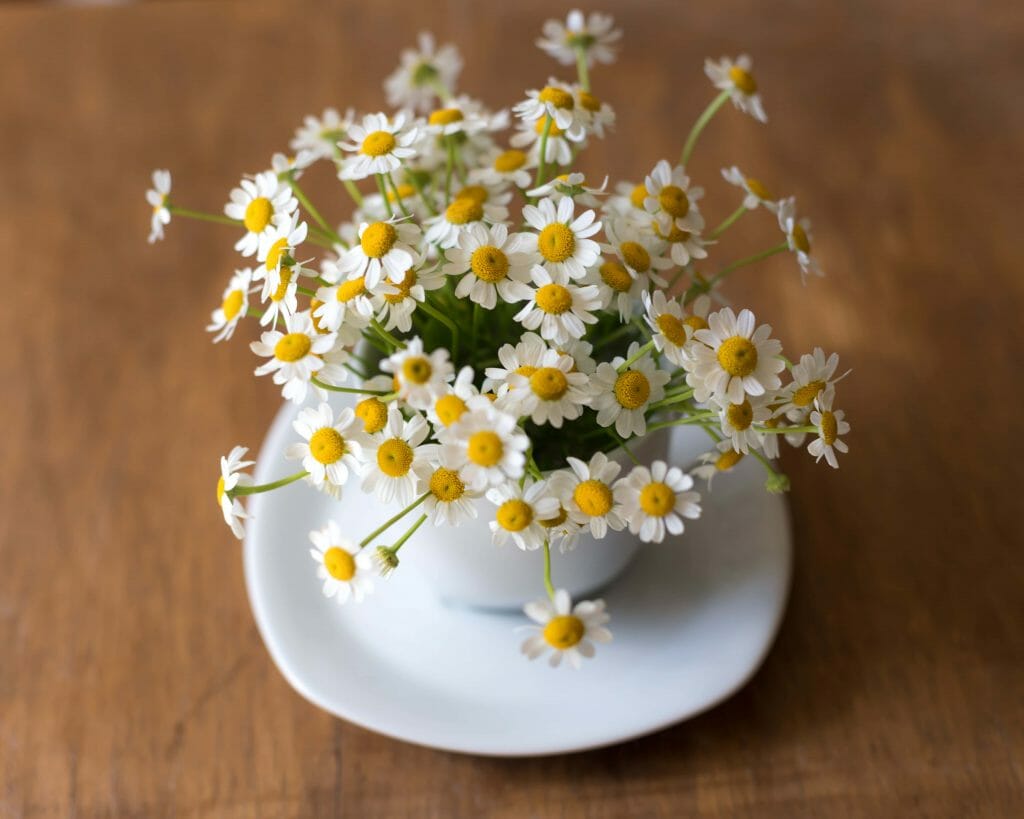 Daisy Flower Arrangement April Birth Month Flowers