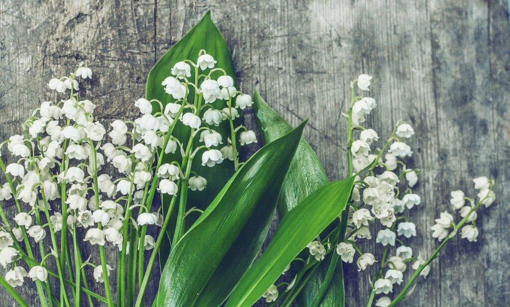 Lily of the Valley Birthday Flowers for May