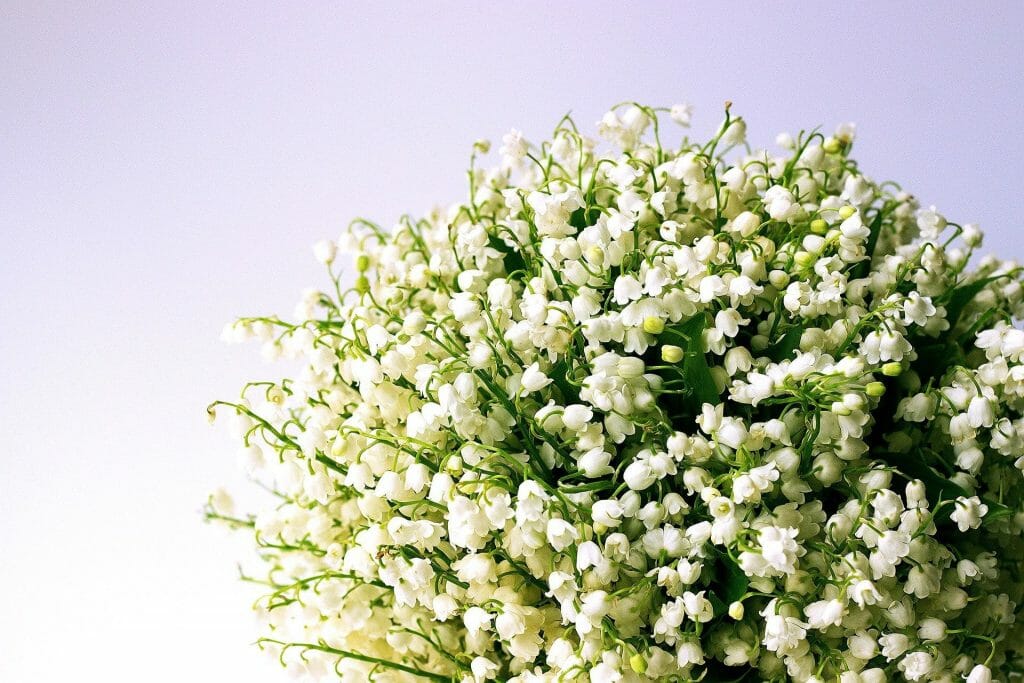Lily of the Valley May Birthday Flower