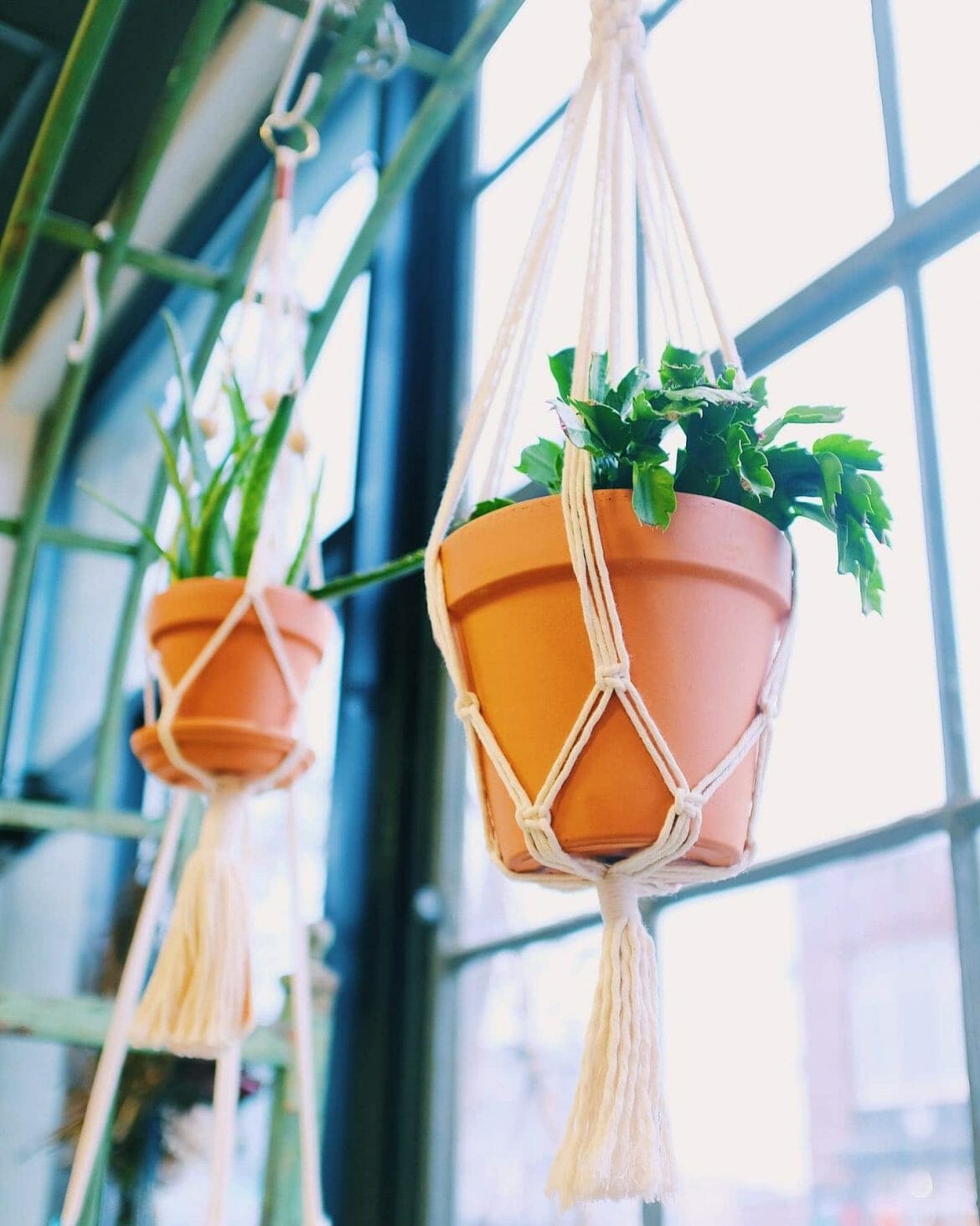 16 Best New York City Plant Delivery Services Petal Republic