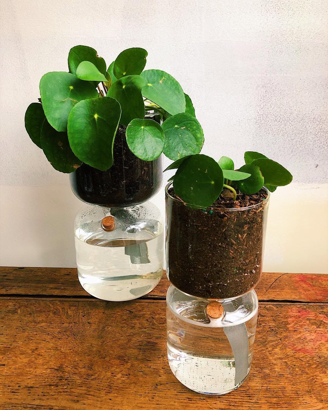 16 Best New York City Plant Delivery Services Petal Republic