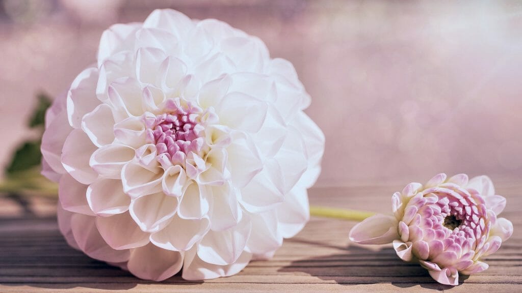 The Official Birth Flowers For August Meanings Symbolism Petal