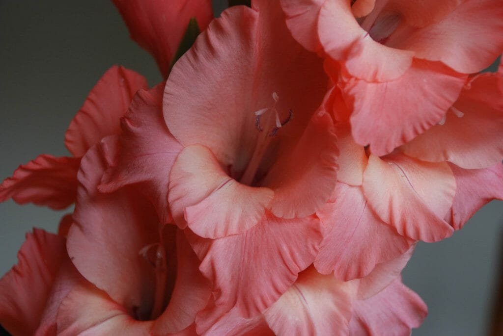 Gladiolus offiical birth flower for August