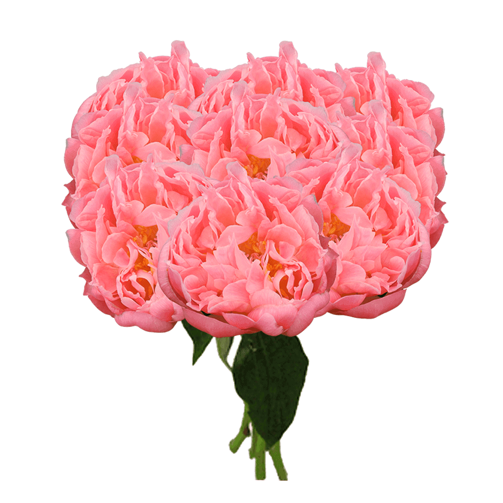 Global Rose Coral Peonies Delivery New York City
