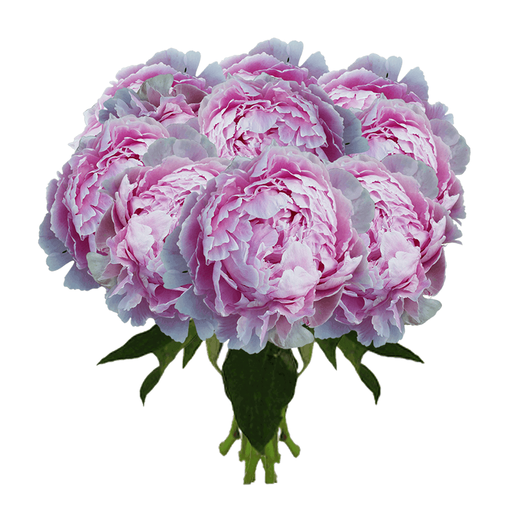 Global Rose Pink Peonies Delivery New York City