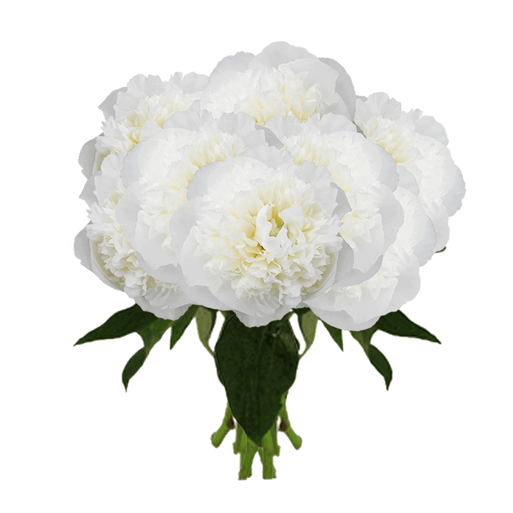 Global Rose White Peonies Delivery New York City