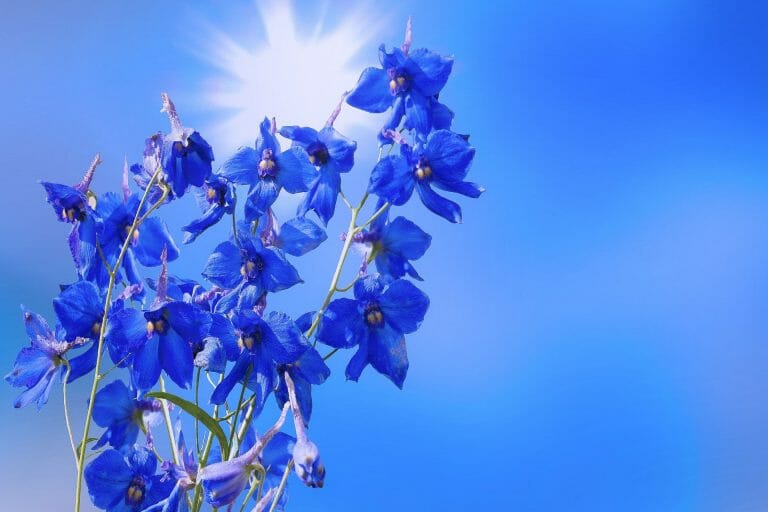 Ultimate Guide to Lotus Flower Meanings and Symbolism Petal Republic