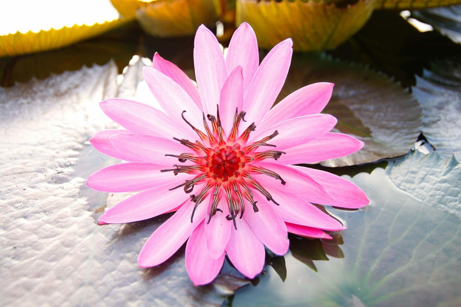 July Birth Month Flowers Larkspur and Water Lily Petal Republic