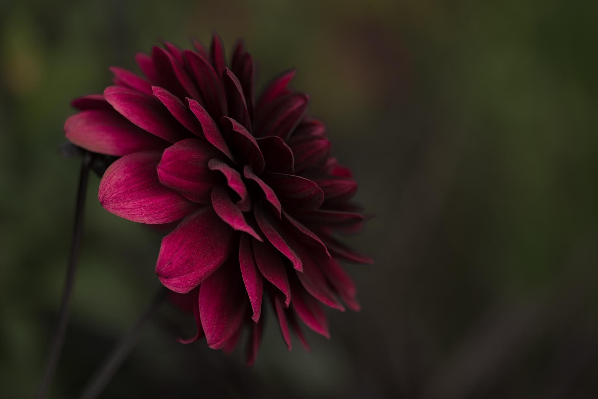 Know Your Dahlia Symbols, Meanings, and More Petal Republic