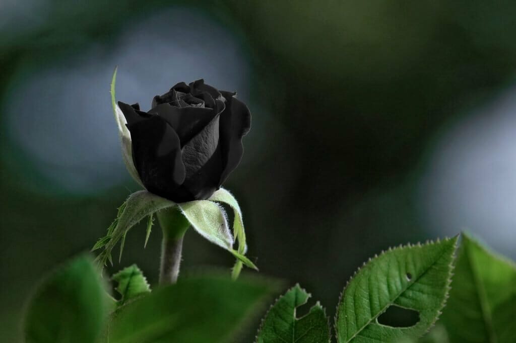 A single black flowering rose