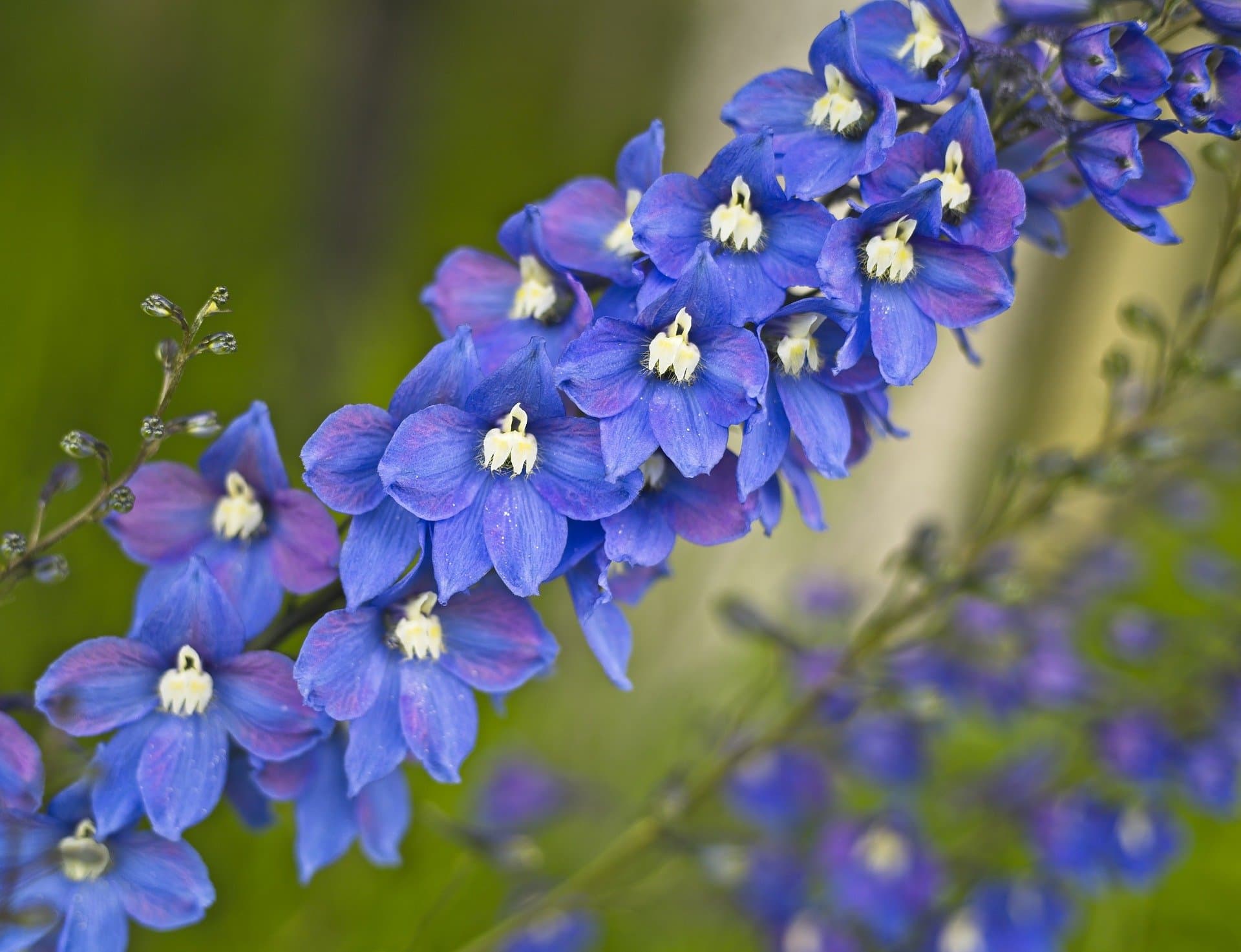 Ultimate Guide to the Delphinium Flower (Meaning & Symbolism) Petal