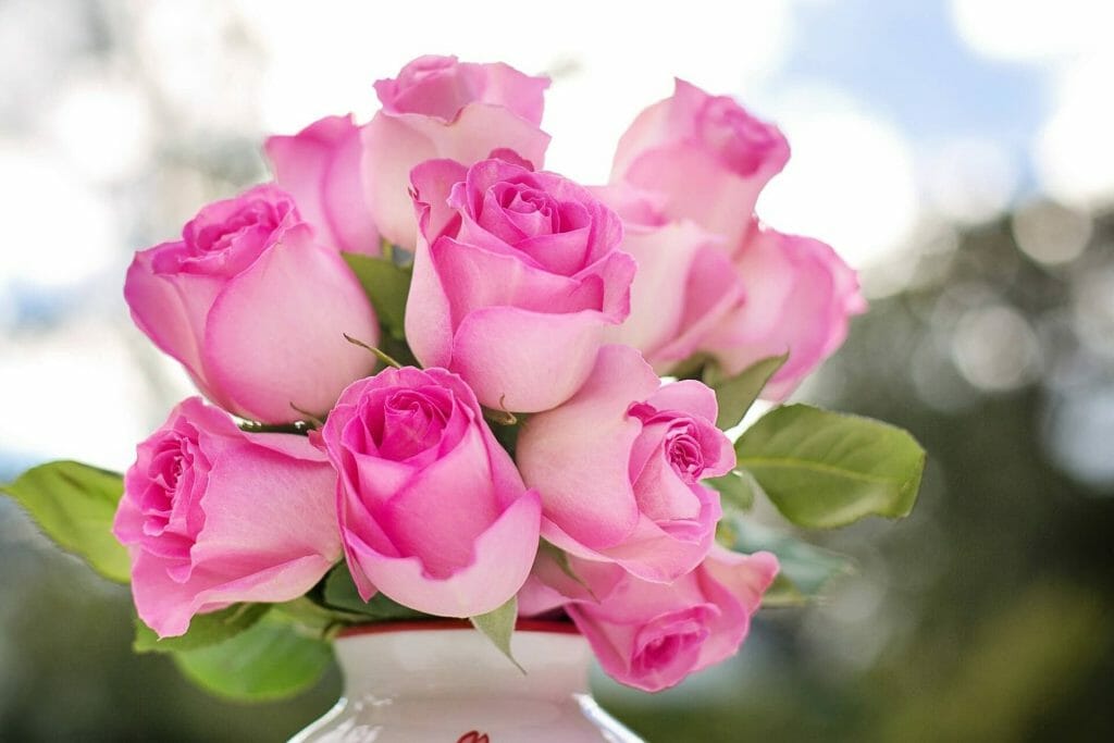 Pink rose flowers composed in a vase