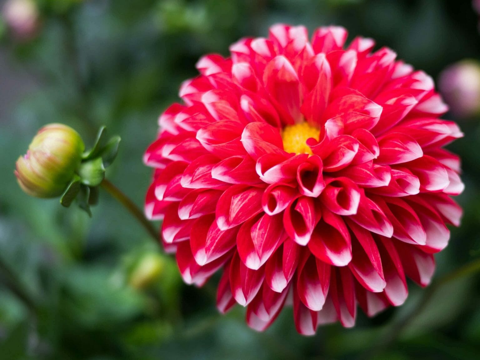 Know Your Dahlia: Symbols, Meanings, and More - Petal Republic
