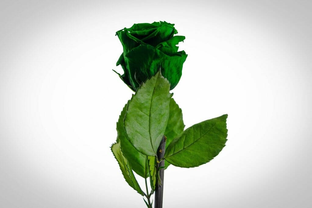 A single green rose flower and stem