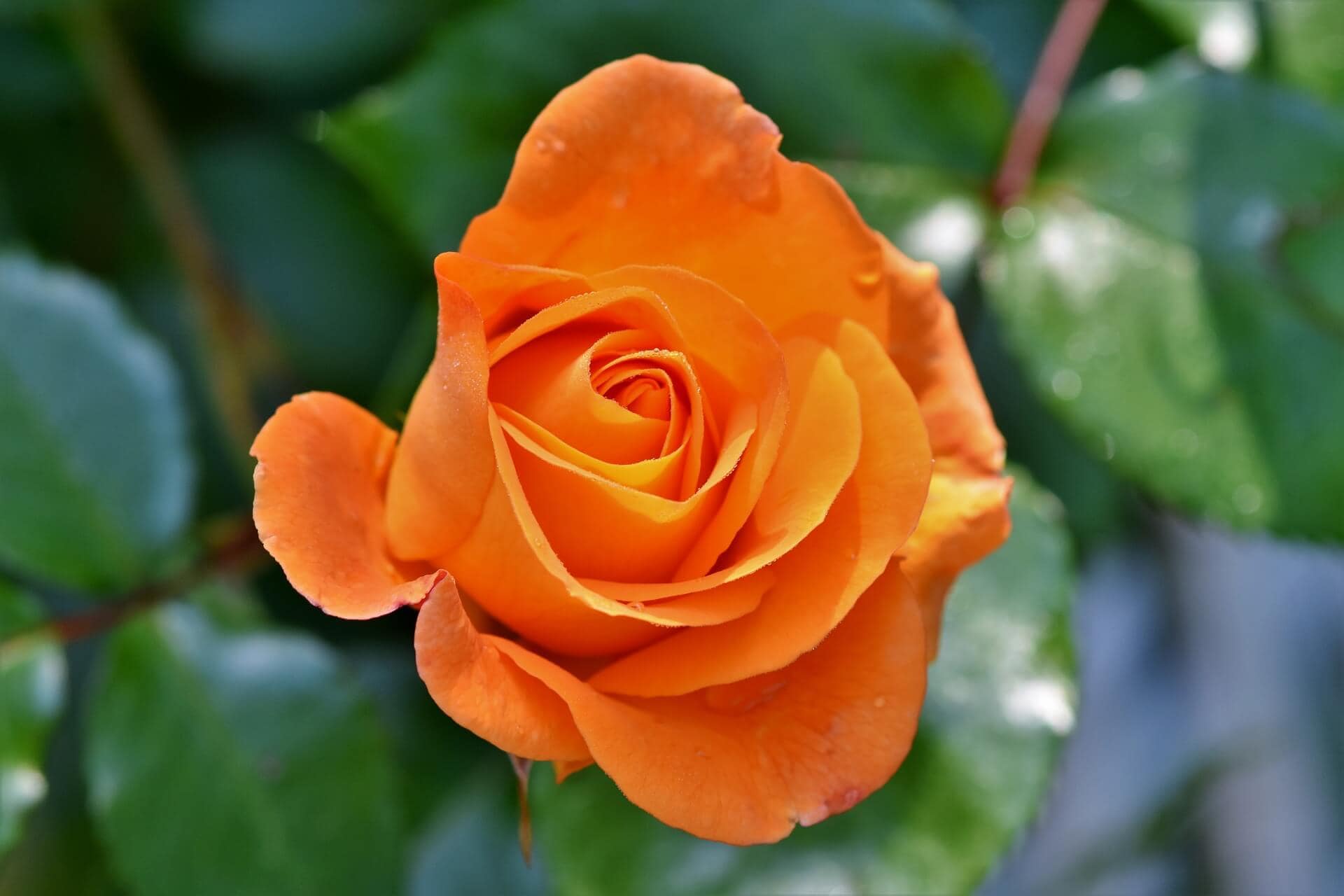 Rose Colors and Their Symbolic Meanings in Floriography Petal Republic