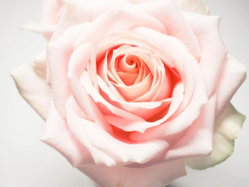 A soft pink flowering rose flower