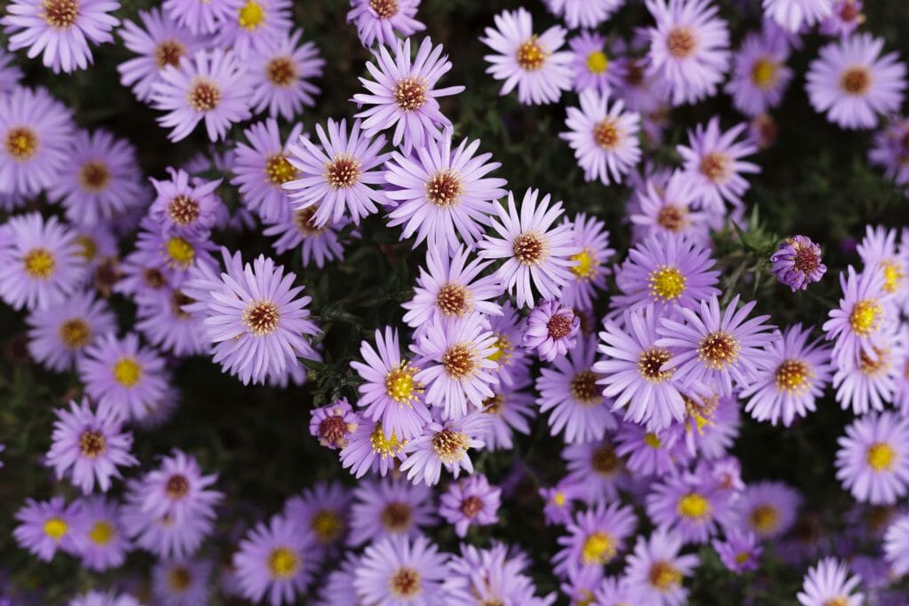 The Official Birth Flower for September (Meanings & Symbolism) - Petal ...