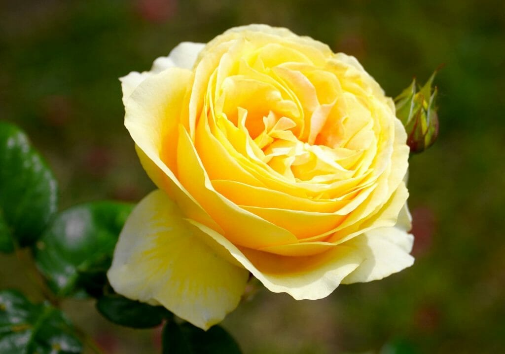A single yellow rose flower in bloom