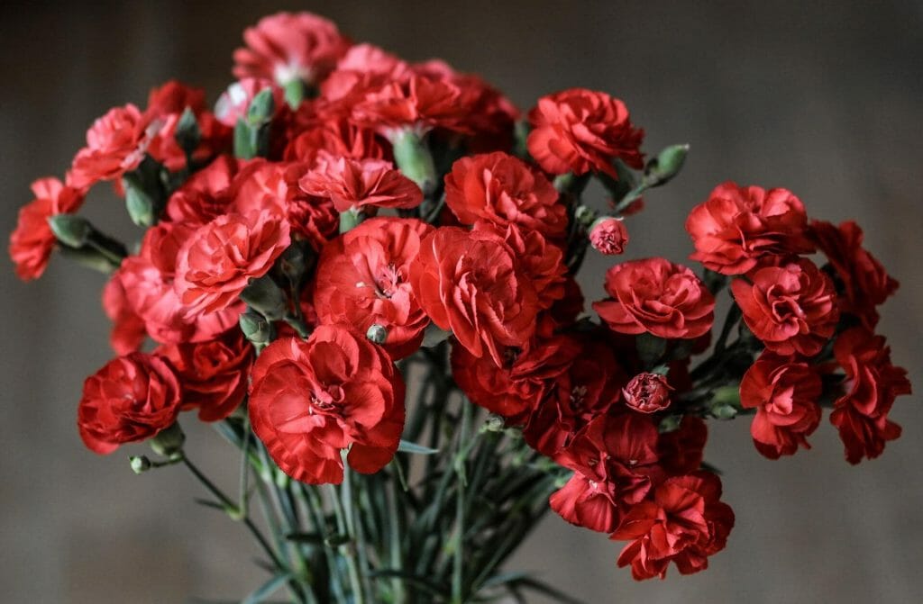 A bouquet or red carnations composed in a vase