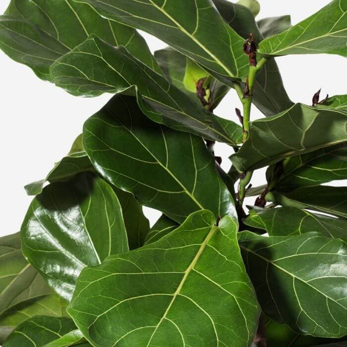 FLOWERBX Fiddle Leaf Fig Tree Delivery