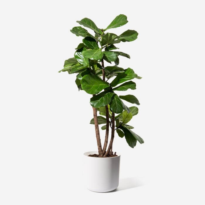 FLOWERBX Fiddle Leaf Fig Tree Delivery