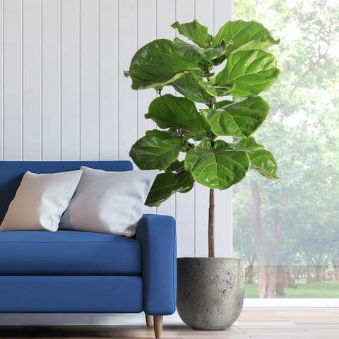 Fast Growing Trees Plant Delivery to Boston, MA