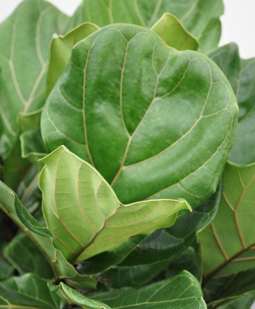 Fiddle Leaf Fig Tree for delivery at Bloomscape