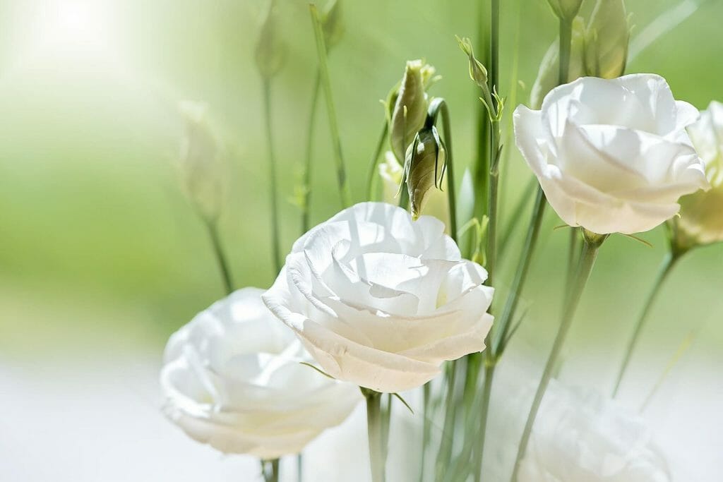 How to care for Lisianthus Flowers (Eustoma)